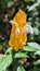 exotic flower pachystachys lutea yellow orange white from a beautiful wild botanical garden with raindrops in the morning sun dew