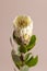 Exotic flower Protea and shadow on beige background close up . poster. Minimal floral plant concept