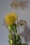 Exotic flower yellow leucospermum closeup on a light background