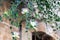 Exotic flowering caper shrub or capparis, spinosa climbing on old stone wall on city street