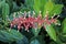 Exotic flowering plant, Norantea brasiliensis