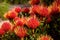 Exotic flowers Leucospermum genus Proteaceae. Nature background