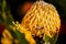 Exotic flowers Leucospermum genus Proteaceae. Nature background