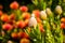 Exotic flowers Leucospermum genus Proteaceae. Nature background