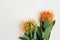 Exotic flowers leucospermum with orange petals on light paper background