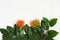 Exotic flowers leucospermum with orange petals on light paper background. Holiday concept with natural flower.