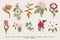 Exotic flowers set. Botanical vector vintage illustration.