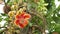 Exotic flowers and tree. Dangerous large powerful green tropical tree cannonball salalanga blooming beautiful orange