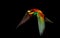 Exotic flying bird is isolated on a black background