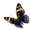 Exotic flying blue butterfly, the Blue Pansy butterfly isolated