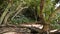 Exotic forest with trees near the beach in Kabira Bay, Ishigaki, Okinawa, Japan