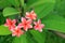 Exotic frangipani flower