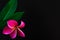 Exotic frangipani flower on the black background