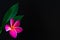 Exotic frangipani flower on the black background