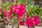 Exotic frangipani flowers (plumeria) view.