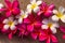 Exotic frangipani flowers on sand