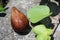 Exotic fresh Salak fruit on stone