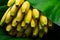 Exotic freshness Ripe bananas set against lush green banana leaves