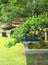 exotic garden Trees bonsai