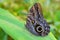 Exotic Giant Owl butterfly Caligo on leaf in tropical rainforest