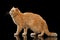 Exotic ginger cat Stands on Black mirror