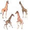 Exotic giraffe wild animal in a watercolor style isolated.