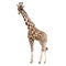 Exotic giraffe wild animal in a watercolor style isolated.