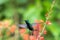 Exotic glittering hummingbird in flight with red flowers and green foliage blurred.