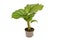 Exotic `Goeppertia Orbifolia` houseplant with large round leaves with stripes in flower pot on white background