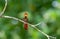 Exotic gold and red hummingbird perched on a branch with bokeh background on the island of Trinidad in the Caribbean