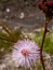 the exotic grass of the shy princess grass, the object of the photo was taken in the village of Sugihan Ponorogo at 05.34 WIB a.m