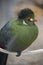 Exotic Green Bird with Orange Rimmed Eyes