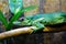 Exotic green lizard Green Anole