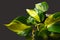 Exotic green Philodendron Scandens Brasil creeper plant with yellow stripes on dark background