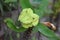 Exotic Greenish yellow flowers blossomed in a thorny plant