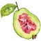 Exotic guava wild fruit in a watercolor style isolated.