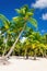 Exotic high palm trees on wild beach against the azure waters of Caribbean Sea,