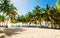 Exotic high palm trees on a wild beach against the azure waters of the Caribbean Sea, Dominican Republic