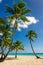 Exotic high palm trees on a wild beach against the azure waters of the Caribbean Sea, Dominican Republic