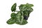 Exotic house plant called `Scindapsus Pictus Exotica` or `Satin Pothos` with velvet texture and silver spot pattern