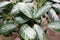 Exotic houseplant Dieffenbachia in pot