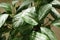 Exotic houseplant Dieffenbachia in pot