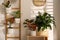 Exotic houseplants with beautiful leaves and decorative ladder near light wall indoors