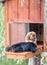 Exotic Howler monkeys lounging around the monkey house