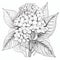 Exotic Hydrangea Coloring Page With Elegant Lines