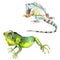 Exotic iguana wild animal. Watercolor background illustration set. Isolated reptilia illustration element.
