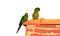 Exotic image of two charismatic amazon parrots on an orange roof isolated on white background.