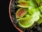 Exotic insect-eating predator flower Venus flytrap isolated on b