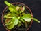 Exotic insect-eating predator flower Venus flytrap isolated on b