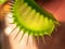 Exotic insect-eating predator flower Venus flytrap isolated on r